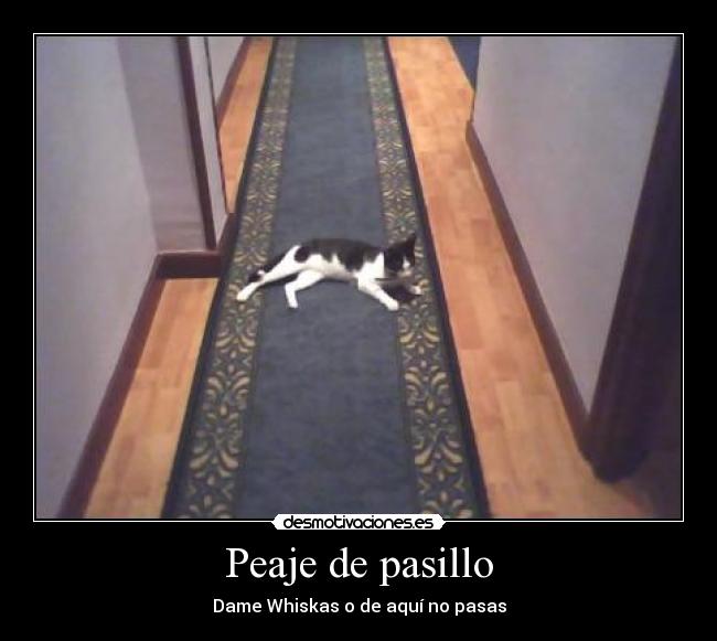 carteles clanvirus mafia felina establecido territorio  podeis temblar desmotivaciones