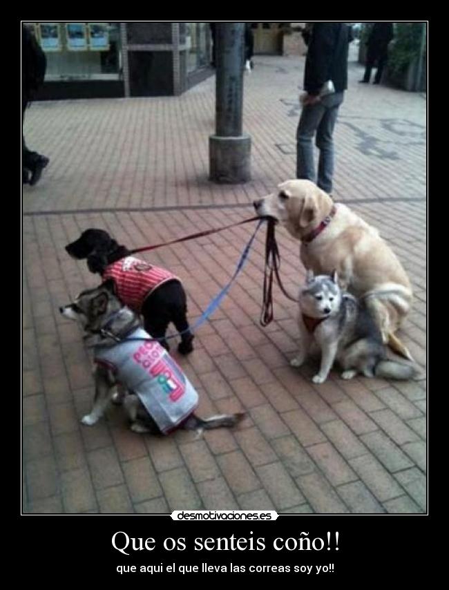 Que os senteis coño!! - que aqui el que lleva las correas soy yo!!