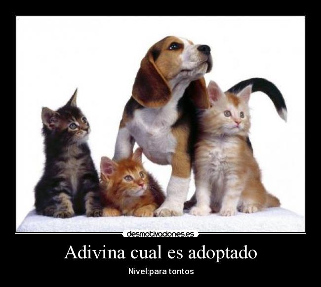Adivina cual es adoptado - 