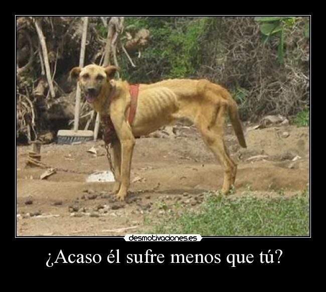 ¿Acaso él sufre menos que tú? - 