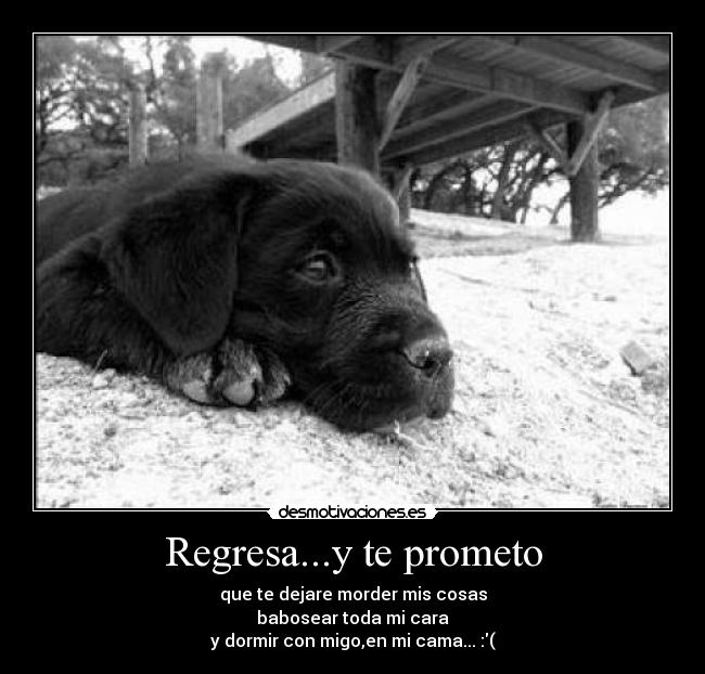 Regresa...y te prometo - que te dejare morder mis cosas
babosear toda mi cara
y dormir con migo,en mi cama... :(