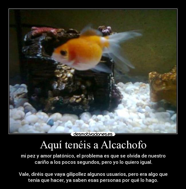 Aquí tenéis a Alcachofo - mi pez y amor platónico, el problema es que se olvida de nuestro
cariño a los pocos segundos, pero yo lo quiero igual.

Vale, diréis que vaya gilipollez algunos usuarios, pero era algo que
tenía que hacer, ya saben esas personas por qué lo hago.