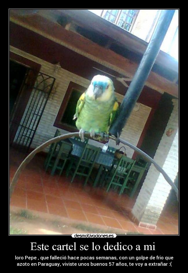 Este cartel se lo dedico a mi  - loro Pepe , que falleció hace pocas semanas, con un golpe de frio que
azoto en Paraguay, viviste unos buenos 57 años, te voy a extrañar :(