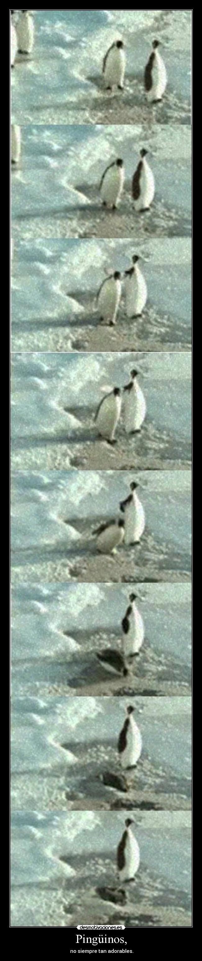 Pingüinos, -