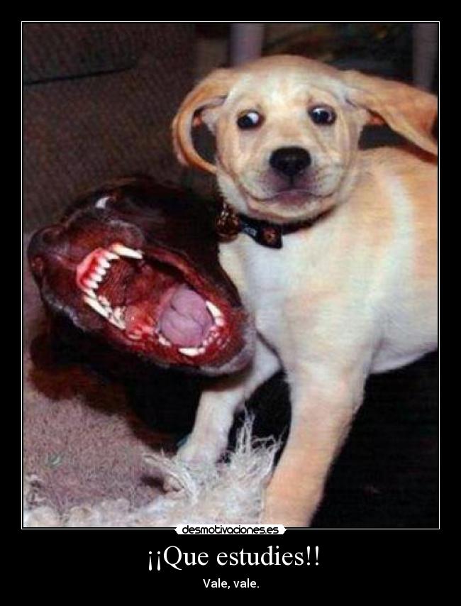 ¡¡Que estudies!! -