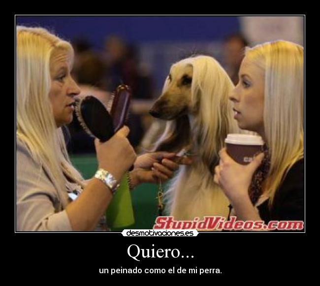 Quiero... - un peinado como el de mi perra.