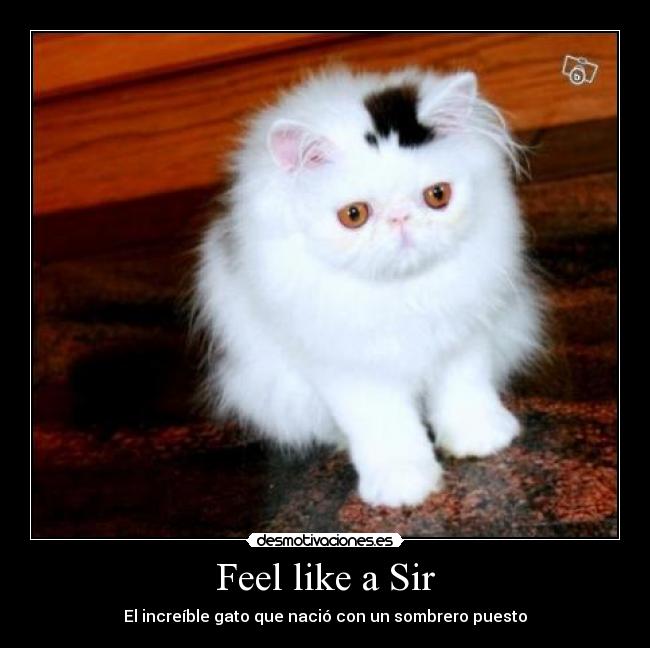 Feel like a Sir -