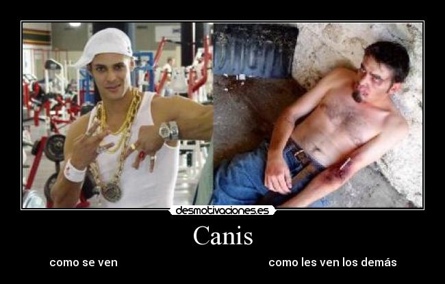 Canis - 