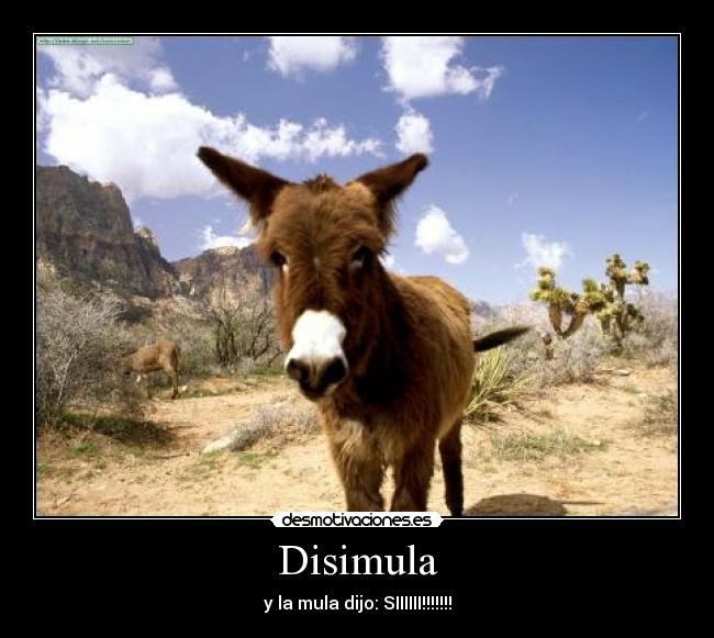 Disimula - y la mula dijo: SIIIIII!!!!!!!
