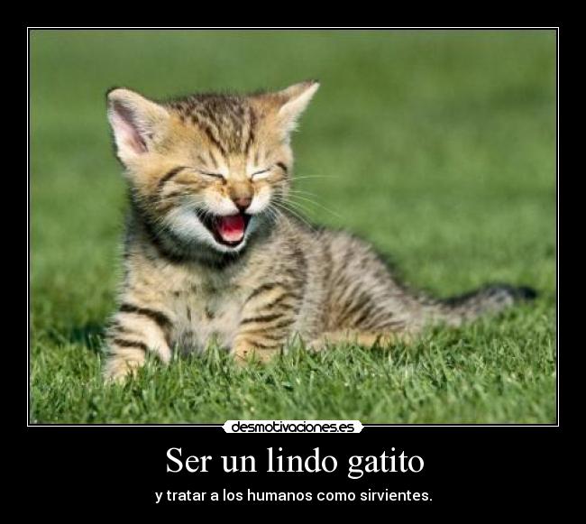 Ser un lindo gatito - y tratar a los humanos como sirvientes.
