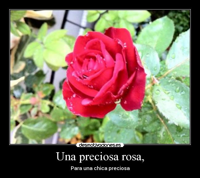carteles flor chica rosa preciosa desmotivaciones