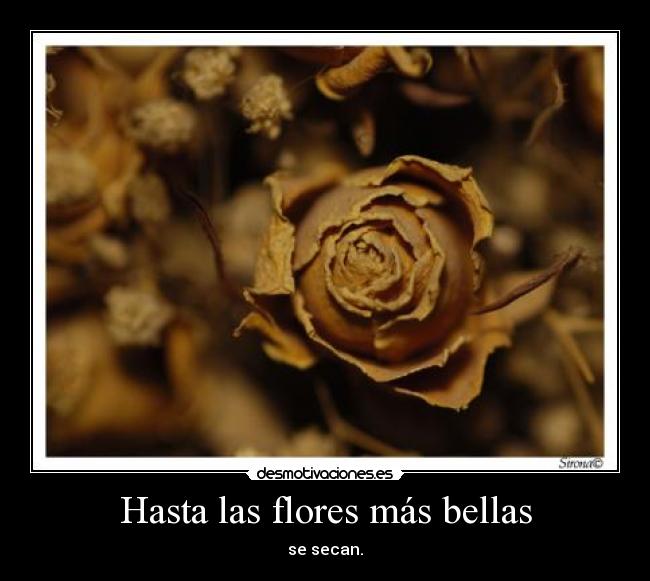 Hasta las flores más bellas - 