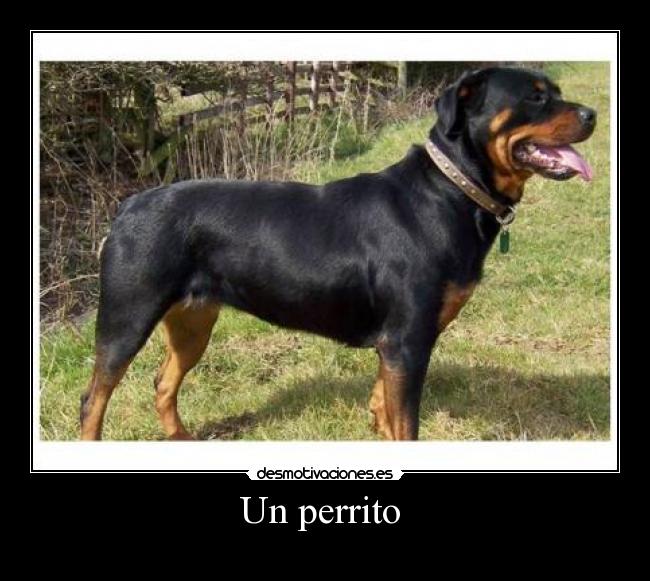 Un perrito -