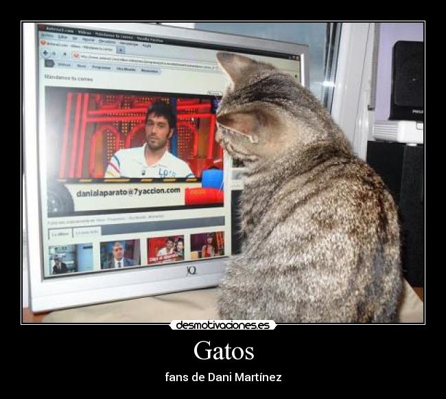 Gatos - 