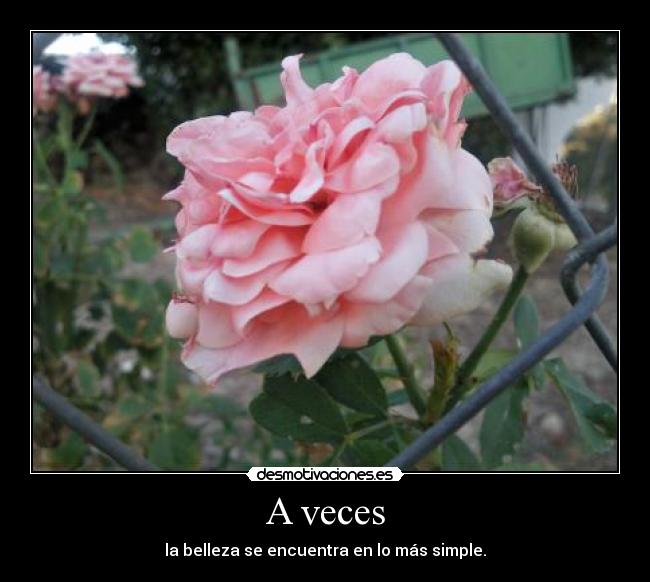 A veces - la belleza se encuentra en lo más simple.