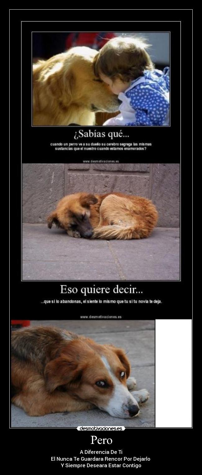 Pero - A Diferencia De Ti
El Nunca Te Guardara Rencor Por Dejarlo 
Y Siempre Deseara Estar Contigo