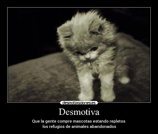 Desmotiva - Que la gente compre mascotas estando repletos
los refugios de animales abandonados