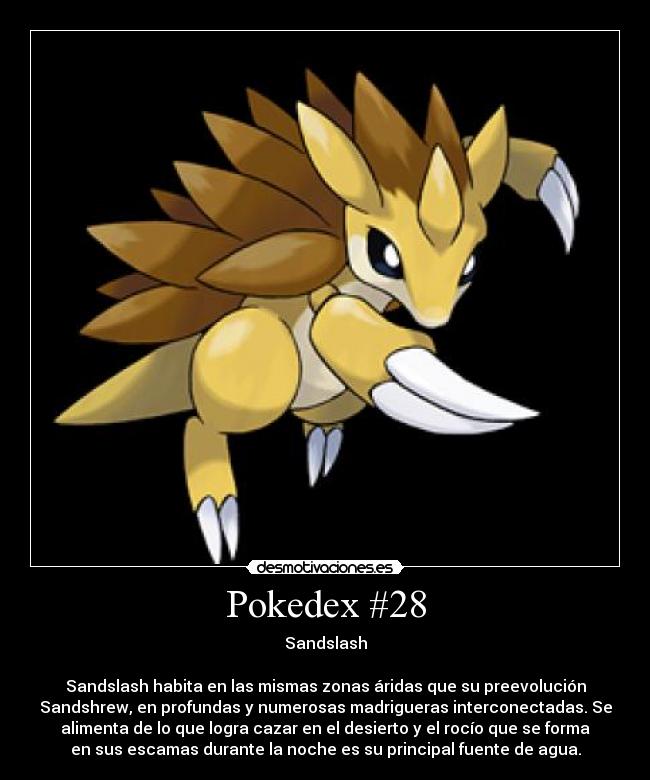 Pokedex #28 - Sandslash

Sandslash habita en las mismas zonas áridas que su preevolución
Sandshrew, en profundas y numerosas madrigueras interconectadas. Se
alimenta de lo que logra cazar en el desierto y el rocío que se forma
en sus escamas durante la noche es su principal fuente de agua.