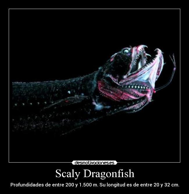 Scaly Dragonfish - Profundidades de entre 200 y 1.500 m. Su longitud es de entre 20 y 32 cm.