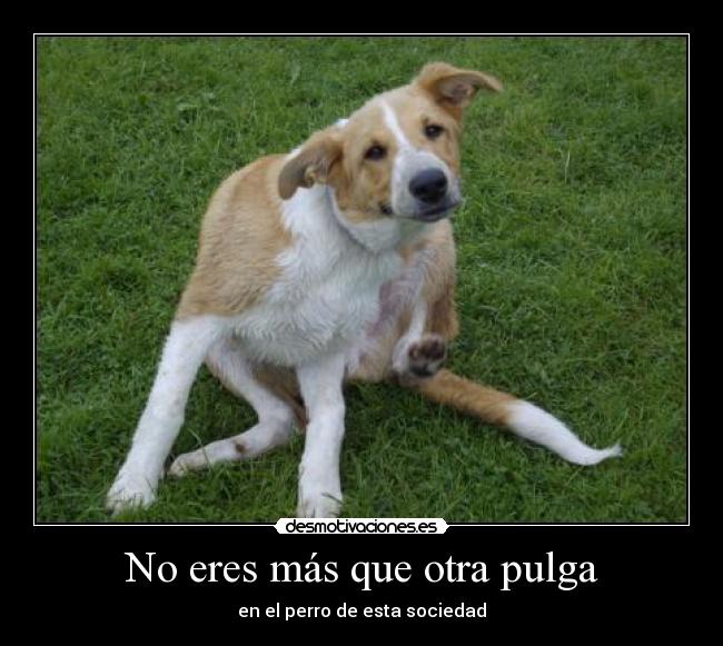 No eres más que otra pulga - en el perro de esta sociedad