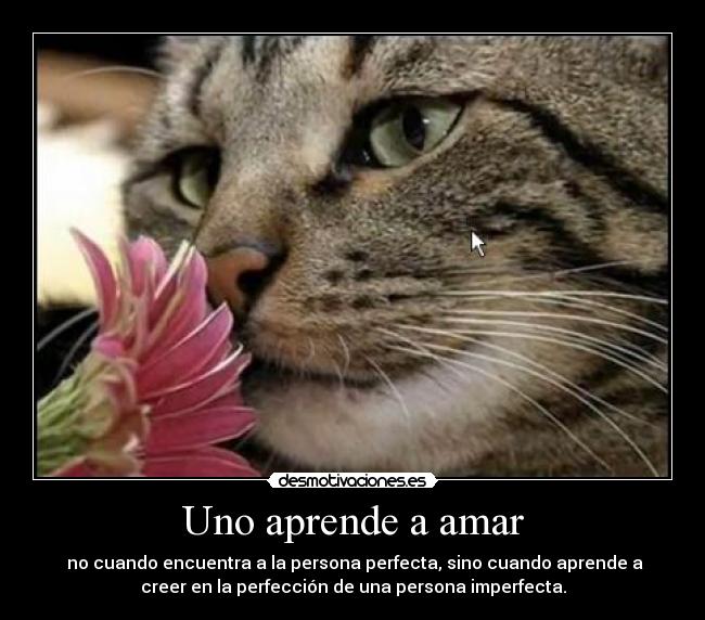 Uno aprende a amar -