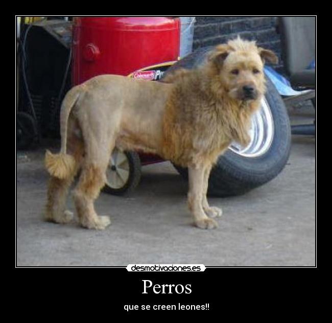 carteles perroleon desmotivaciones