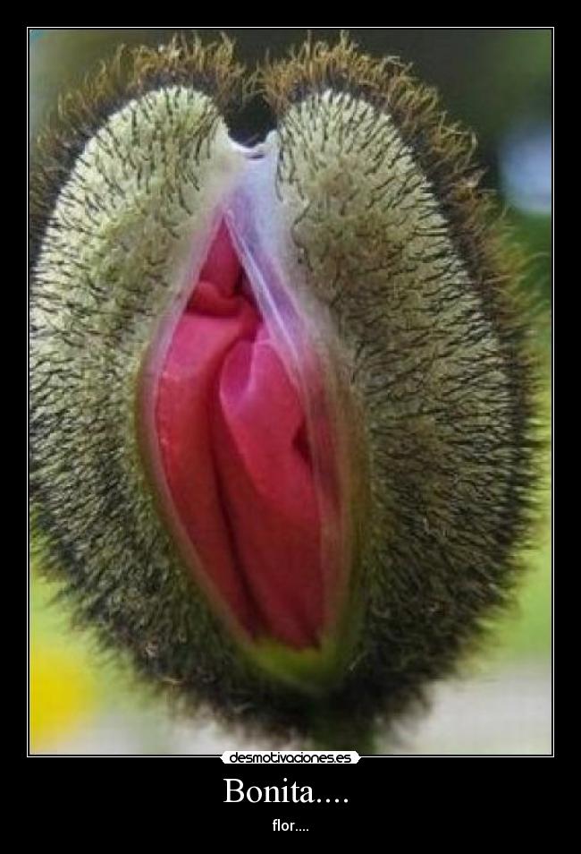 Bonita....  - flor....