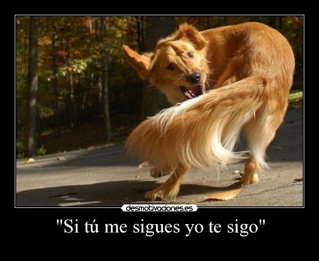 Si tú me sigues yo te sigo -