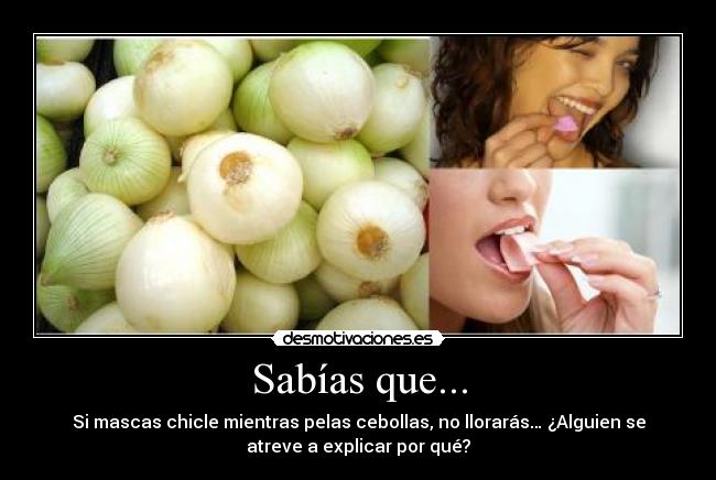 Sabías que... - Si mascas chicle mientras pelas cebollas, no llorarás… ¿Alguien se
atreve a explicar por qué?