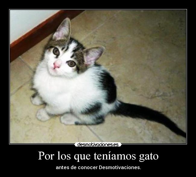 Por los que teníamos gato -