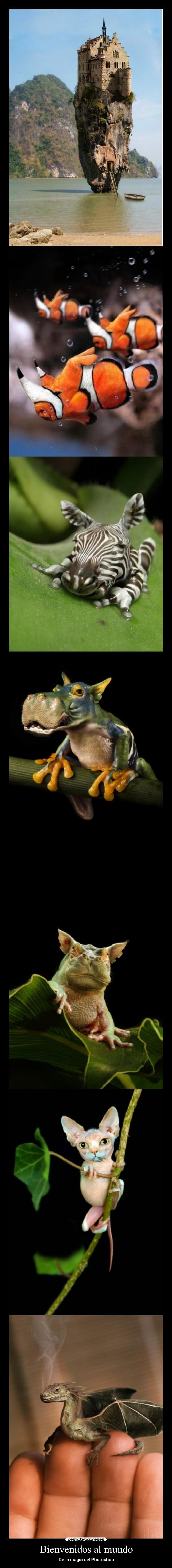 Bienvenidos al mundo - 