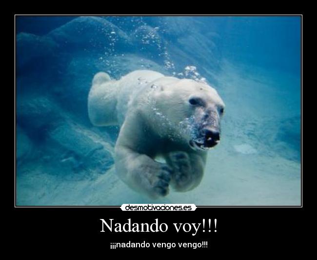 carteles nadando voy nadando vengo vengo desmotivaciones