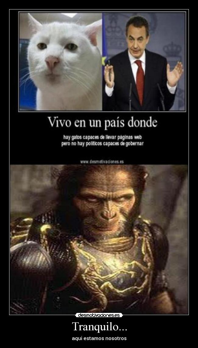 carteles simio gato desmotivaciones zapatero desmotivaciones