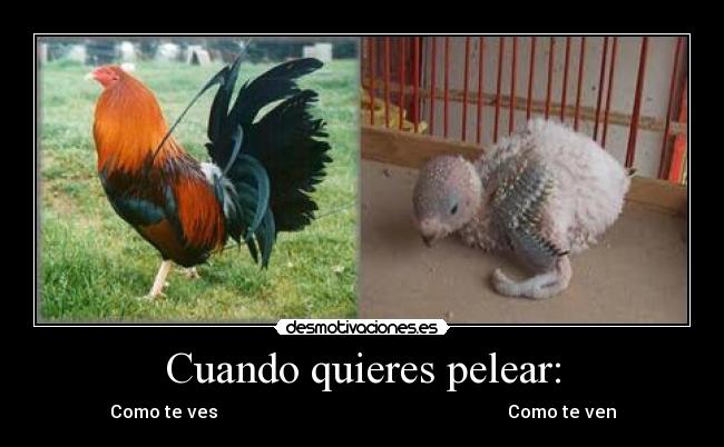 Cuando quieres pelear: - Como te ves                                                                 Como te ven
