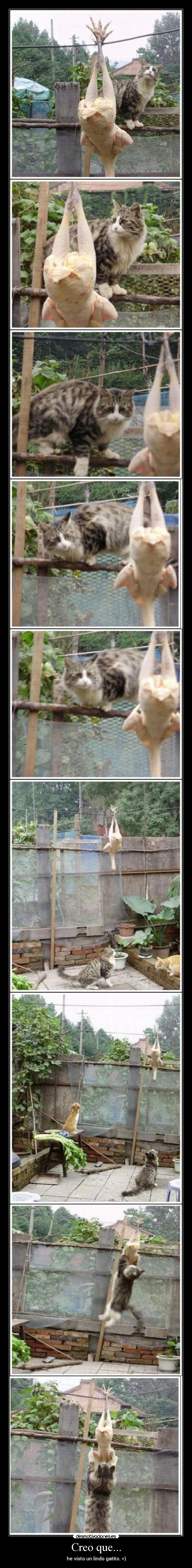 Creo que... - he visto un lindo gatito. =)