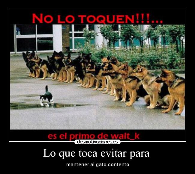 Lo que toca evitar para - mantener al gato contento