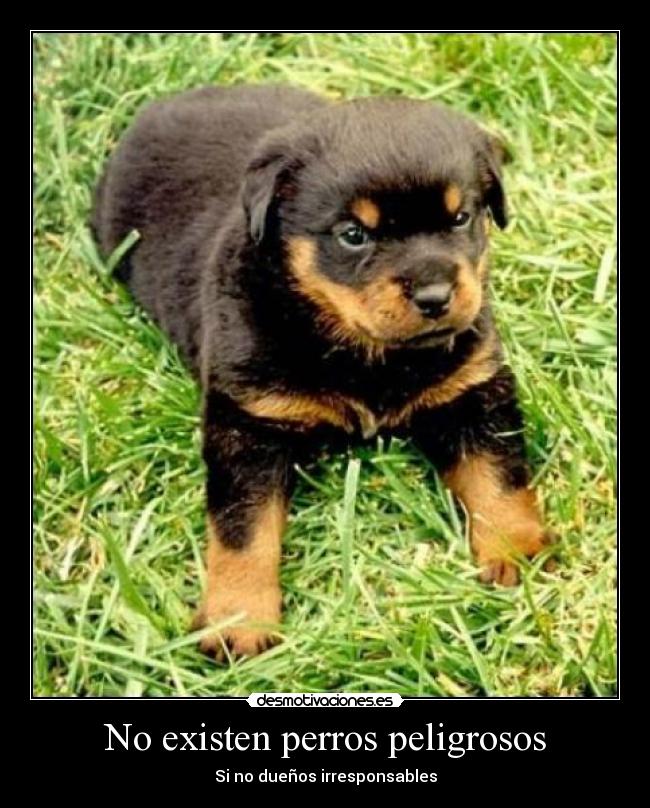 No existen perros peligrosos - Si no dueños irresponsables