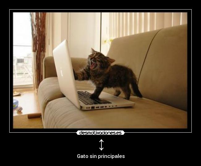 ↕ - Gato sin principales