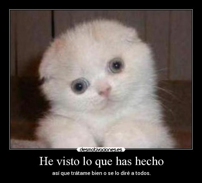 carteles visto hecho gato desmotivaciones