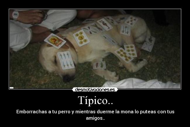 Típico.. - Emborrachas a tu perro y mientras duerme la mona lo puteas con tus amigos..