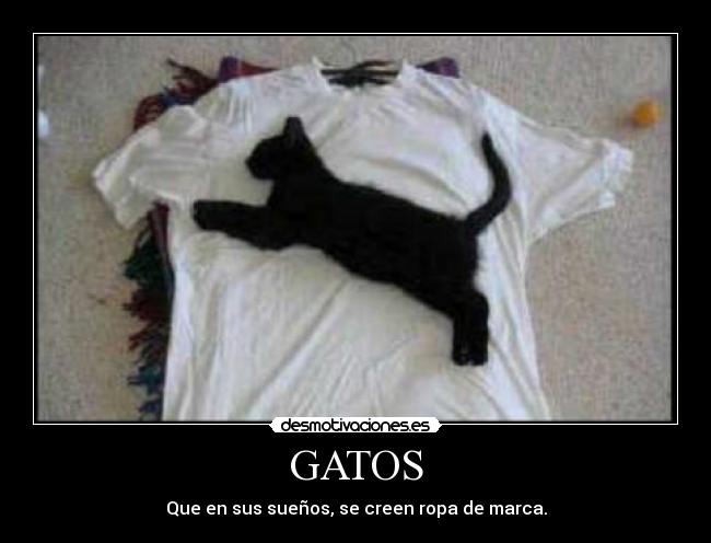 carteles gatos puma store desmotivaciones