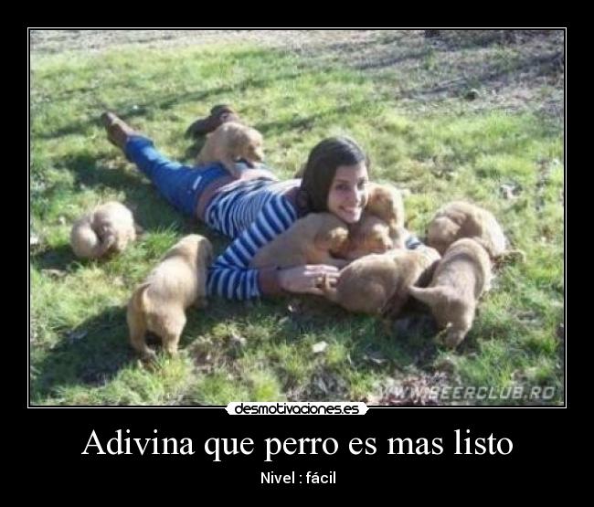 Adivina que perro es mas listo - Nivel : fácil