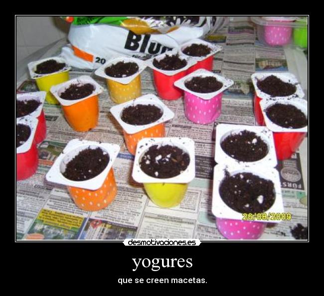 yogures -