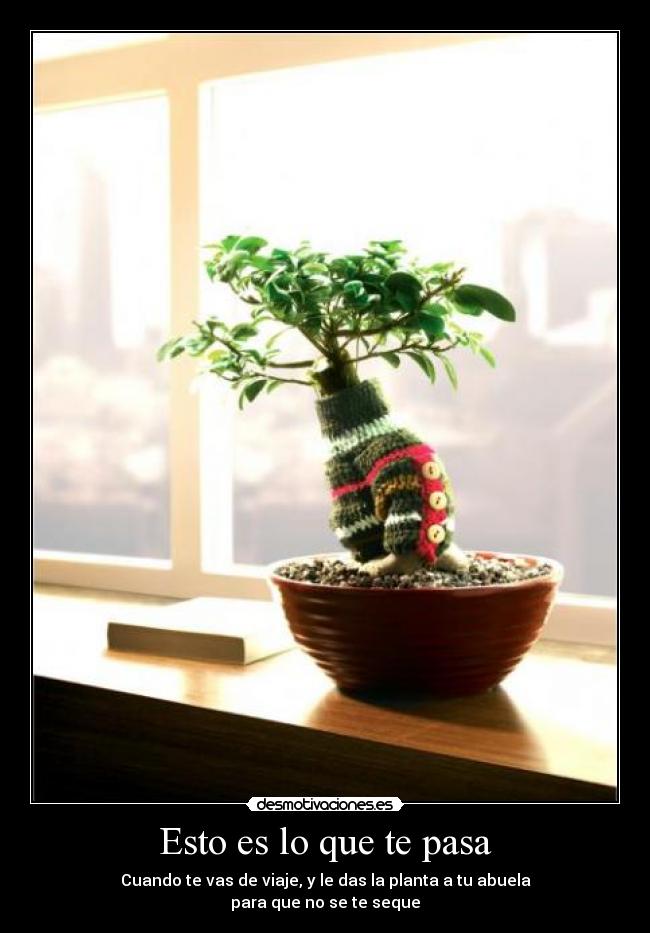 Esto es lo que te pasa - Cuando te vas de viaje, y le das la planta a tu abuela
para que no se te seque
