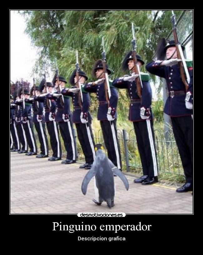 Pinguino emperador - 