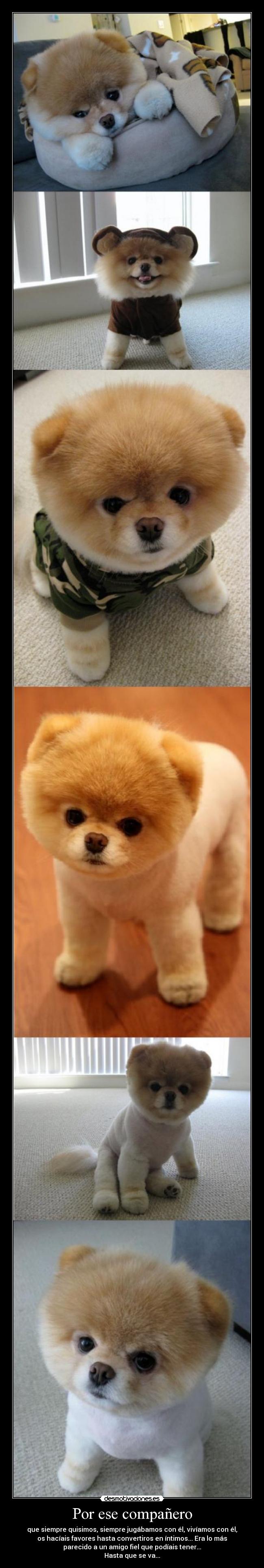 Por ese compañero - que siempre quisimos, siempre jugábamos con él, vivíamos con él,
os hacíais favores hasta convertiros en íntimos... Era lo más
parecido a un amigo fiel que podíais tener...
Hasta que se va...