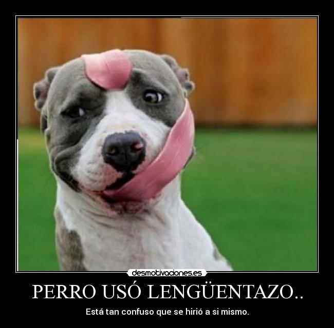 PERRO USÓ LENGÜENTAZO.. -