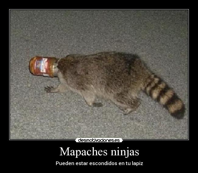 Mapaches ninjas - 