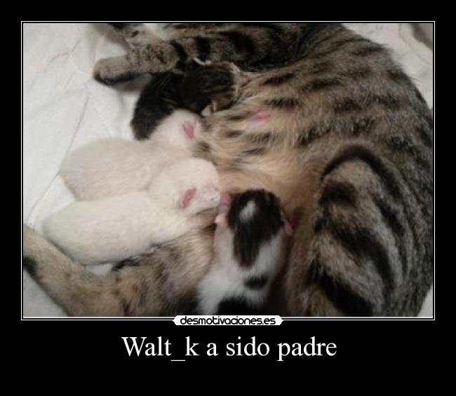 Walt_k a sido padre - 