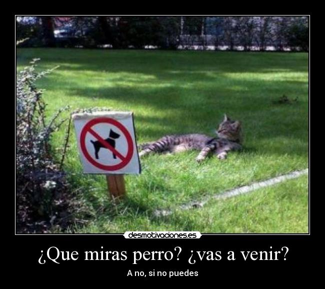 ¿Que miras perro? ¿vas a venir? -